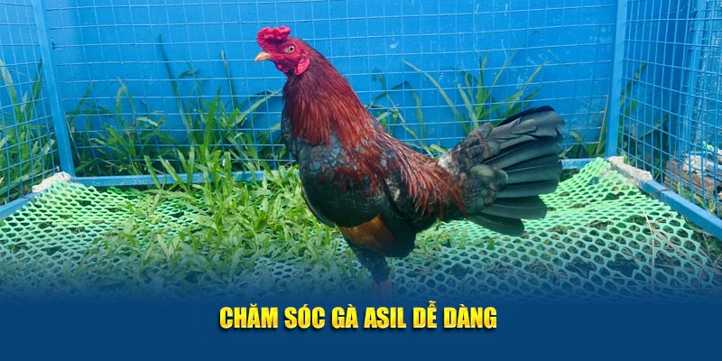 Chăm sóc gà Asil dễ dàng 